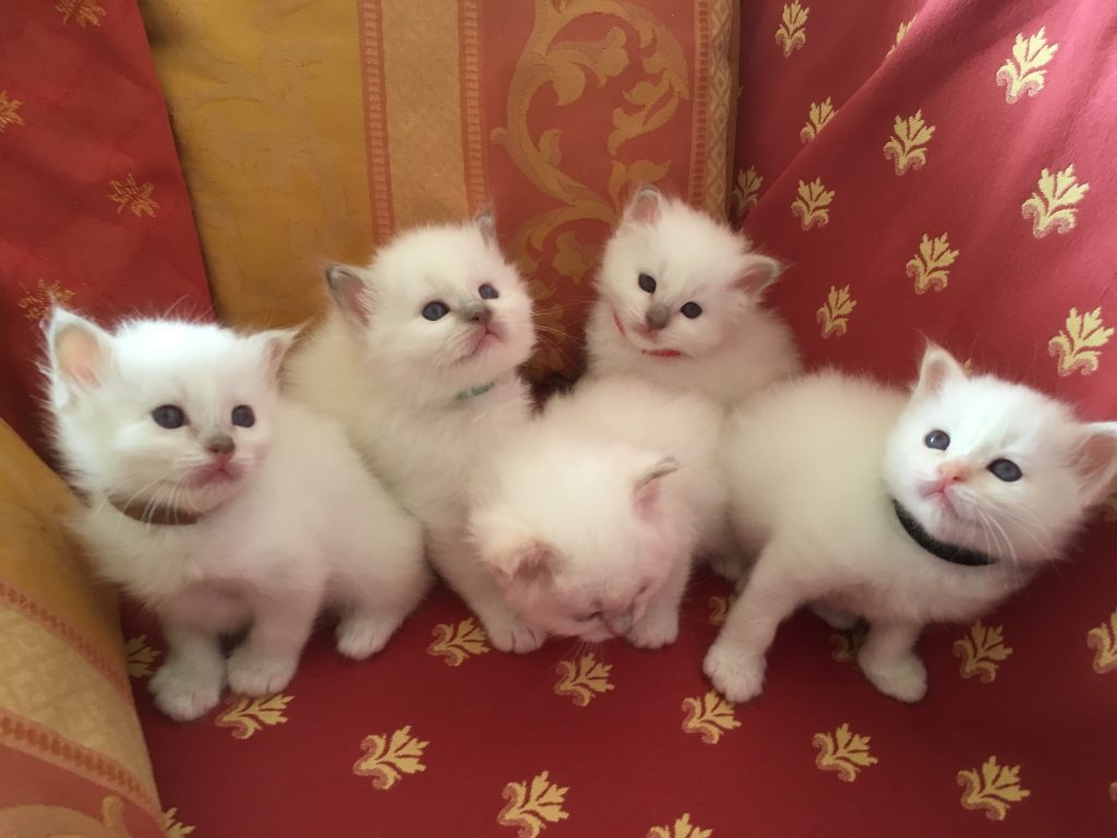 Chatterie de Toisley - Paris - Nos 5 chatons 2018