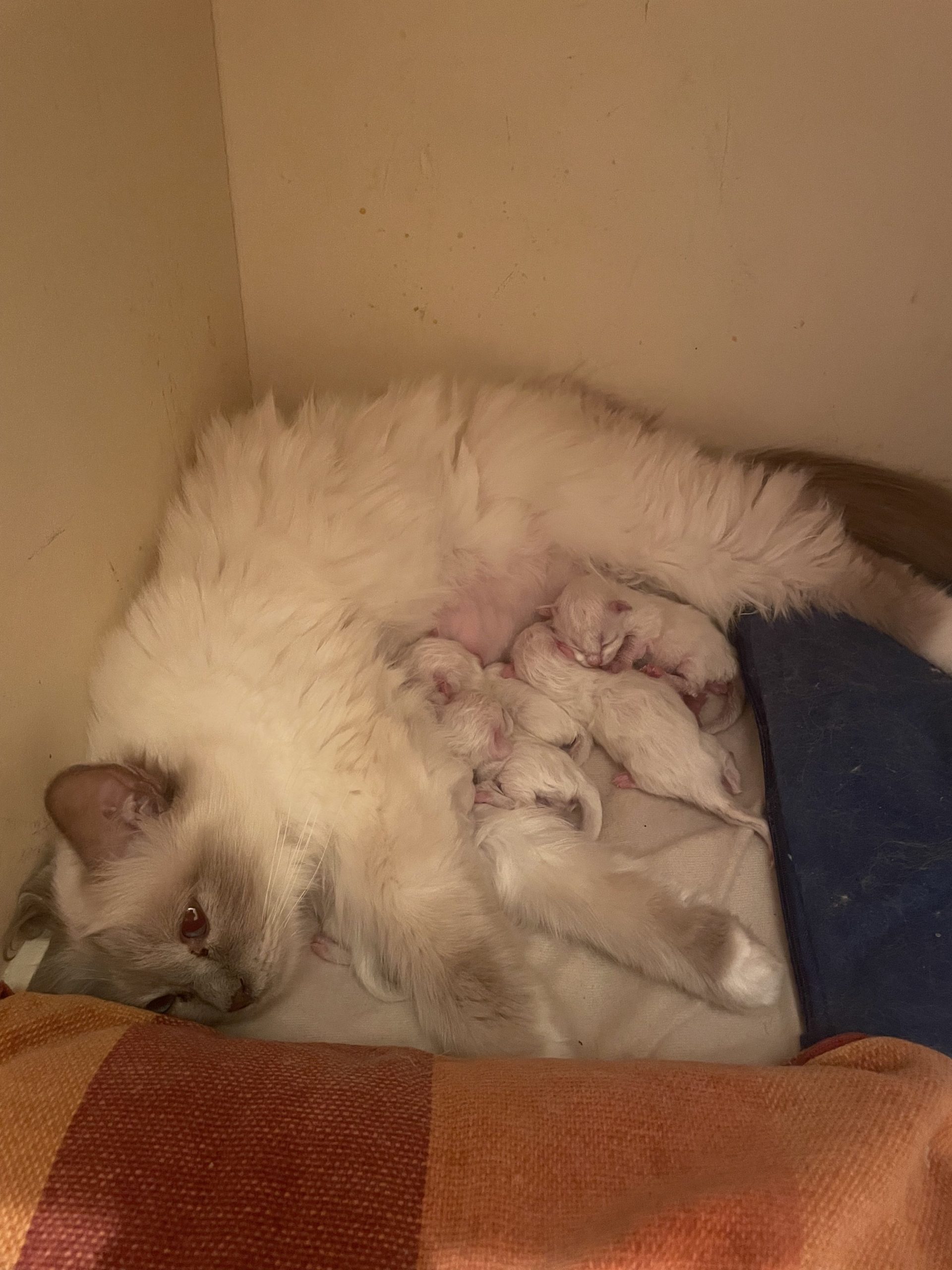 Praline et ses 5 chatons